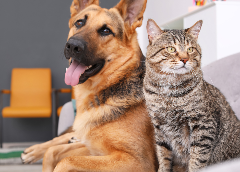 Pet Planning Basics: How to Make Sure Your Best Friend Is Safe if Something Happens to You